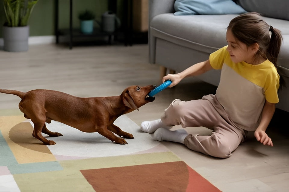 The Importance of Interactive Pet Toys
