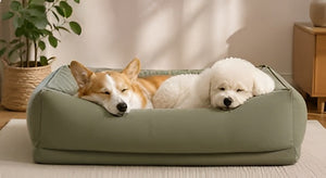 How to Choose the Perfect Pet Bed